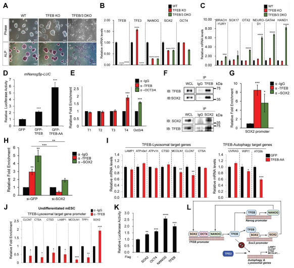 TFEB 단백질이 mouse embryonic stem cell의 stemness의 유지에 중요함. A. TFEB과 TFE3를 double KO 시켰을 때 분화가 일어남. B-C. TFEB/TFE3 double KO cell에서 stemness를 유지하는 유전자의 발현이 감소하고 (B), 분화를 유지하는 유전자의 발현은 증가함 (C). D. TFEB에 의해 pluripotency gene인 Nanog promoter driven reporter activity가 증가함. E. TFEB이 Oct4 promoter에 결합함. F-H. TFEB 과 Sox2가 결합하고, Sox2 promoter에 결합함. I-J. 미분화 된 상태에서는 TFEB에 의해 lysosomal 또는 autophagy related gene의 발현이 유도되지 않음. K. TFEB promoter driven reporter activity가 Sox2, Oct4, Nanog에 의해 증가함. l. Schematic diagram