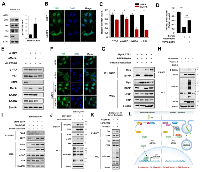 LRP6의 nutrient sensing에 의한 Hippo signaling 조절기전 규명. A-C.영양분이 있는 조건에 서도 LRP6를 knockdown 시키면 Hippo signaling이 활성화 되어 (A) YAP이 cytoplasm으로 나오고 (B), YAP taret gene의 발현이 감소함 (C). D. Serum deprivation 조건에서도 LRP6를 과발현 시키면 YAP reporter activity가 증가함. E-F. LRP6를 knockdown 시켰을 때 증가하는 p-YAP level (E)과 YAP의 cytoplasm으로의 이동(F)은 Merlin과 LATS dependent임. G-I. Serum deprivation 조건에서 Merlin과 LATS의 interaction이 증가하고, OGT와 LRP6의 interaction이 감소함. J. Serum deprivation 시 LRP6의 O-GlcNAcylation 감소함. K. Serum deprivation 조건에서도 LRP6의 O-GlcNAcylation을 증가시키면 Merlin과 LRP6와의 interaction이 증가함. L. Schematic diagram (Wong and Verheyen, 2021. EMBO Reports)