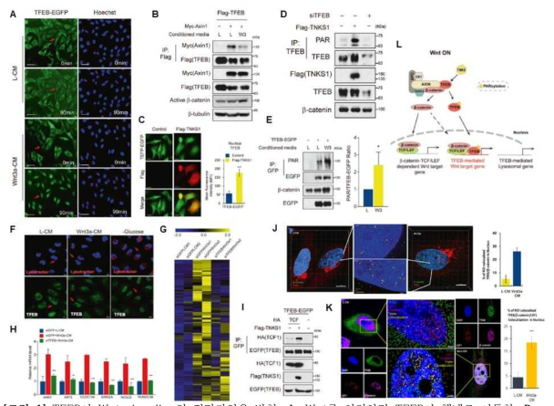 TFEB이 Wnt signaling의 전달자임을 밝힘. A. Wnt를 처리하면 TFEB이 핵내로 이동함. B. Wnt 처리에 의해 β-catenin destruction complex의 scaffolding protein 인 Axin과의 interaction 이 감소함. C.Tankyrase (TNKS1)의 발현에 의해 TFEB이 핵내로 이동함. D. TNKS1이 TFEB을 PARsylation 시킴. E. Wnt 처리에 의해 TFEB의 PARsylation 이 증가함. F. 핵내로 이동한 TFEB은 autophagy관련 유전자의 발현을 촉진하지 않음. G. Wnt에 증가하는 gene들 중 약 27%가 TFEB dependent 임. H. TFEB-mediated Wnt target gene 확인 I, J. TNKS1의 발현에 의해 TFEB과 TCF1과의 interaction이 증가함. K. Wnt 처리에 의해 핵내에서 β-catenin/LEF1/TFEB의 co-localization 이 증가함. L. Schematic diagram