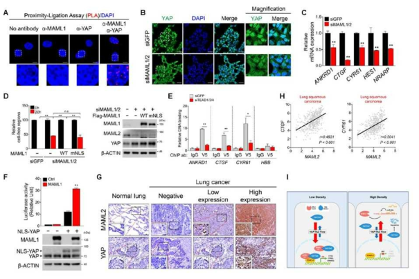MAML1/2가 Hippo signaling의 조절자임을 밝힘. A. PLA를 이용한 MAML1과 YAP과의 interaction 확인. B-C. MAML1/2를 Knockdown 했을 때, 핵에 있던 YAP이 cytoplasm으로 이동 하고 (B), target 유전자의 발현이 감소함 (C). D. MAML1/2 의 핵내로의 이동이 YAP/TAZ의 oncogenic function에 중요함을 보임. E. ChIP analysis를 통해 MAML1/2가 TEAD와의 interaction 을 통해 YAP target 유전자의 발현을 조절함을 보임. F. MAML1이 YAP의 transcriptional activity를 enhancing 시킴. G. Lung cancer patients의 조직에서 MAML2와 YAP의 level이 positive 상관관계가 있음을 보임. H. TCGA database에서 MAML2 level과 YAP target 유전자의 발현 level이 상관관계가 있음을 보임. I. Schematic diagram