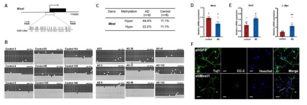 Mest 유전자의 각인조절 이상을 통한 Wnt 신호전달의 증가가 치매의 발병 및 진행과 의 상관관계가 있음을 밝힘. A. Mest의 CpG islands diagram. B-C. Alzheimer’s disease (AD) 환자에서 Mest의 hypermethylation 이 증가되어 있음을 확인. D-E. AD 환자에서 Mest의 mRNA level이 감소하고, Wnt 신호전달 target gene인 Axin2와 c-Myc의 발현이 증가해 있음을 확인함. F. Mest를 Knockdown 시키면 신경세포의 사멸이 일어남을 확인함