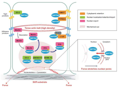 YAP의 Nuclear localization을 조절하는 기전