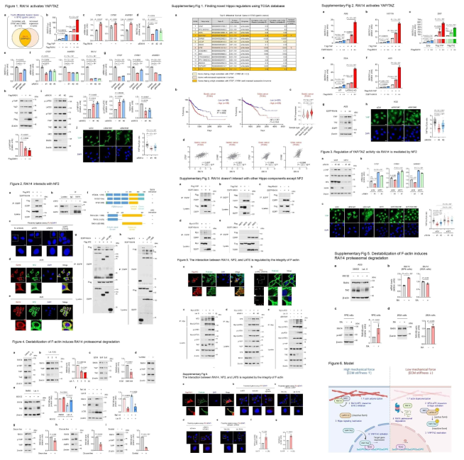 현재 진행 중인 Mechanotransduction 조절 기전 연구 Data