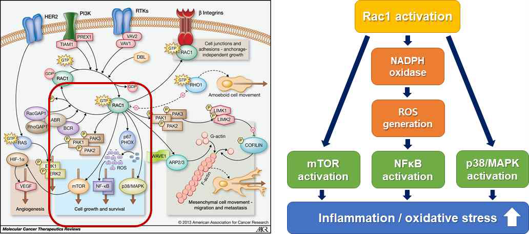 Rac1 활성에 따른 세포 내 주요 신호전달 기전의 변화
