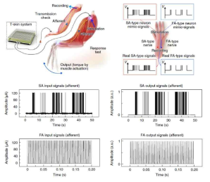 인간 감각 모사 시스템에서 발생한 신호의 구심신경 전달 여부 확인 실험 (위) 및 결과 (아래)