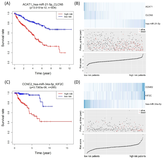 (A) ACAT1_hsa-miR-21-5p_CLCN5 관계에 기반한 KIRC 환자 그룹의 생존율의 차이. (B) KIRC 환자의 생존 유무와 risk score 분포에 관여하는 RNA들의 발현 정도를 보이는 heatmap. (C) CCNE2_hsa-miR-34a-5p_KIF2C 관계에 기반한 KIRP 환자 그룹의 생존율의 차이. ACAT1과 CLCN5이 고발현하고 (진한 파란색) hsa-miR-21-5p이 저발현하는 (옅은 파란색) KIRD 환자는 저위험군에 속하며 생존 가능성이 높음. (D) CCNE2_hsa-miR-34a-5p_KIF2C 관계에 기반한 KIRP 환자의 생존 유무와 risk score 분포에 관여하는 RNA 발현 정도를 보이는 heatmap. CCNE2와 KIF2C가 저발현하고 hsa-miR-34a-5p가 고발현하는 KIRP 환자는 저위험군에 속해서 생존 가능성이 높음