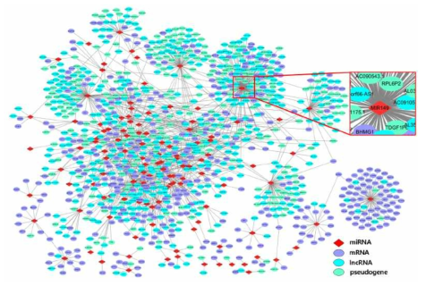 유방암 환자군의 ceRNA 네트워크