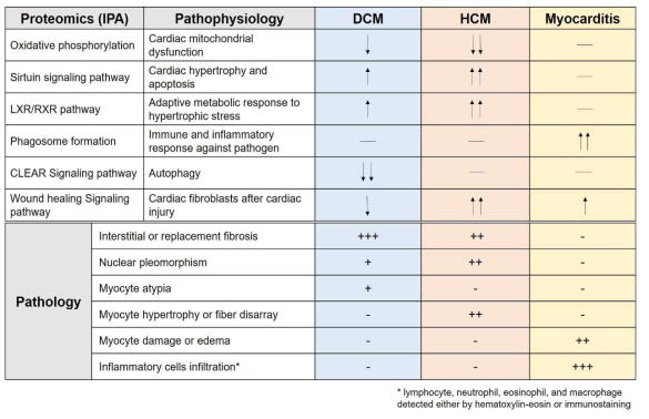 질환에 따른 단백체의 특성과 및 병리적 소견의 요약. IPA, ingenuity pathway analysis; DCM, dilated cardiomyopathy; HCM, hypertrophic cardiomyopathy
