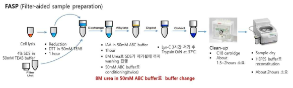 단백체 digestion을 위한 filter-aided sample preparation (FASP) 방법에 대한 도식