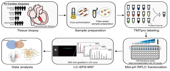 심장조직 단백체 분석의 Workflow. 심근병증의 흔한 원인인 확장성 심근병증, 비후성 심근병증, 심근염의 질환군으로 나누고, 정상 이식 심장을 대조군으로 설정하여 단백체 분석을 시행함