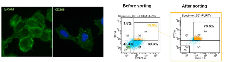 In vitro 배양세포로부터　C7 분자형질　보유　세포　분리