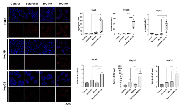 소라페닙/MG149 복합처리에　의한　unfolded protein과　ROS의　양적　증가