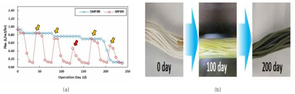 SMPBR 장기 운전 시 분리막 flux 변화(a) 및 분리막의 bio-film 형성에 의한 기공 막힘(b)