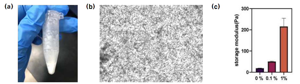 (a) PCL 전기방사 섬유 조각. (b) 수상에 분산된 PCL 전기방사 섬유 조각의 현미경 사진. (c) 전기방사 섬유 조각 함량에 따른 하이드로젤의 storage moduli