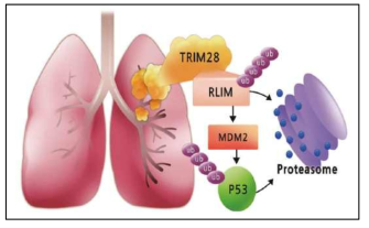 폐암환자에서 TRIM28-RLIM-MDM2-p53 조절 모델