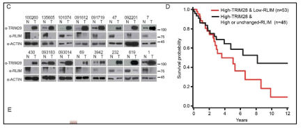 폐암환자에서 TRIM28, RLIM과 5년 생존율의 관계