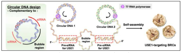 BRC-siUSE1-siTRIM28 나노구조체