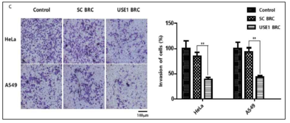 USE1 또는 TRIM28 단백질을 BRC 나노구조체 감소시킨후 전이 확인