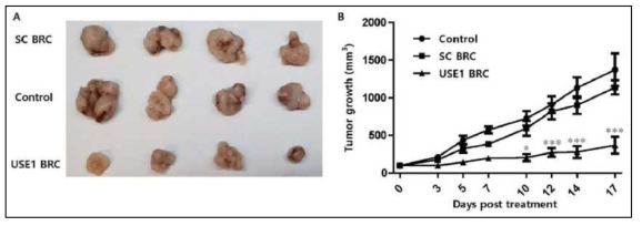 BRC 나노구조체를 이용하여 USE1-TRIM28의 발현양을 감소시킨 xenograft