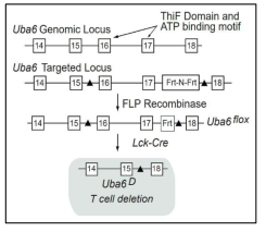 UBA6 T cell specific deletion mouse 제작 scheme