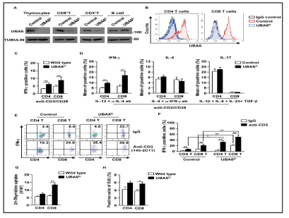 CD4, CD8 T cells에서 UBA6의 결핍은 IFN-γ 생산을 증가함