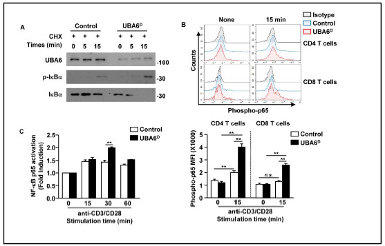 UBA6는 CD8+ T cell에서 NF-κB 활성의 억제를 위해 필요함