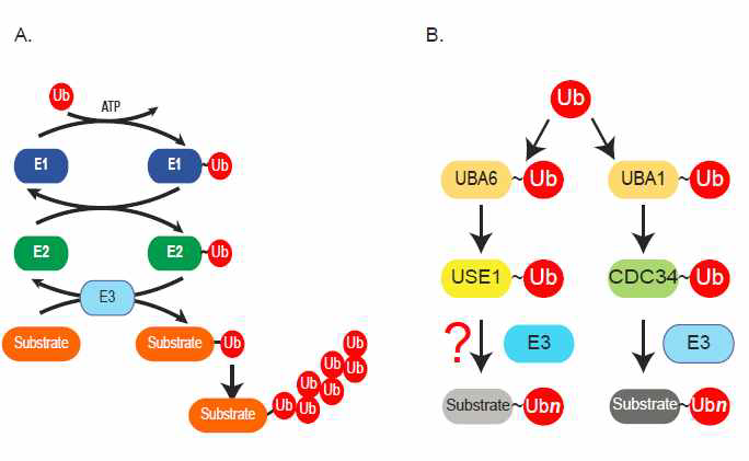 A. 유비퀴틴화의 일련의 과정의 개괄 (E1: 유비퀴틴 활성화 효소, E2: 유비퀴틴 중합효소, E3: 유비퀴틴 결합효소), B. 기존의 알려진 E1-E2-E3의 작용기작과 다른 UBA6-USE1의 조절기작의 모델
