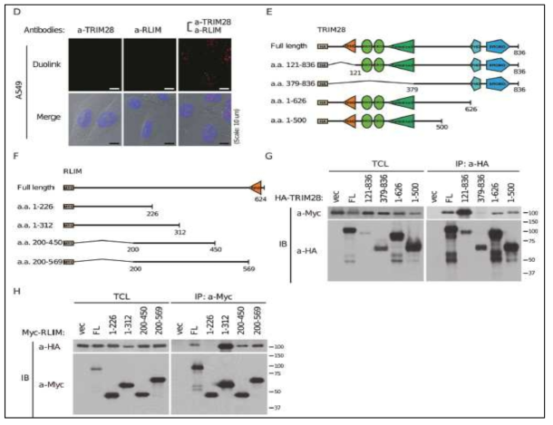 TRIM28과 RLIM의 결합 부위 검증