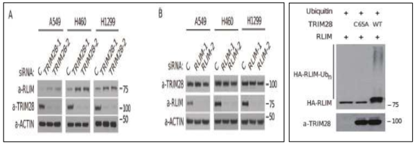 siRNA를 이용한 TRIM28과 RLIM의 분해 및 in vitro ubiquitination