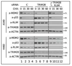 siRNA를 이용한 TRIM28과 RLIM의 작용기작 규명