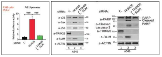 siRNA를 이용한 TRIM28, RLIM, MDM2, p53에 의해 세포사멸이 일어남