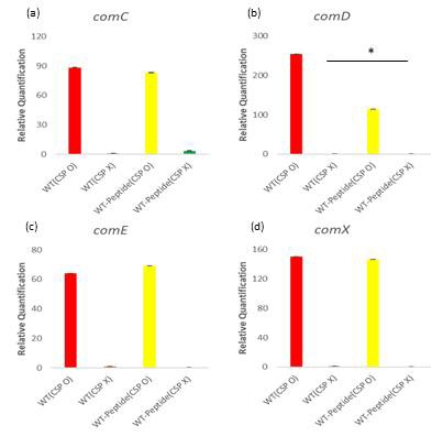 CSP와 펩타이드의 처리에 따른 형질전환 관련 유전자 발현량 비교. S. mutans WT strain에 CSP와 펩타이드를 처리하여 comC (a), comD (b), comE (c), 그리고 comX (d) 유전자의 발현량을 그래프로 나타냄. 발현량 차이는 각 조건과의 상대적인 양으로 나타내었고, *, 통계 유의 수준은 P < 0.05로 표기함