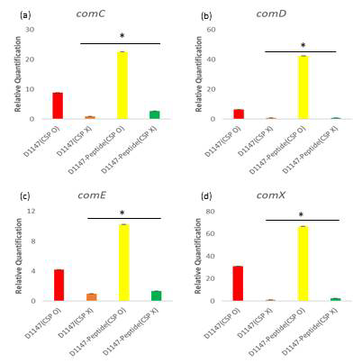 CSP와 펩타이드의 처리에 따른 형질전환 관련 유전자 발현량 비교. Smu.1147 결실 균주에 CSP와 펩타이드를 처리하여 comC (a), comD (b), comE (c), 그리고 comX (d) 유전자의 발현량을 그래프로 나타냄. 발현량 차이는 각 조건과의 상대적인 양으로 나타내었고, *, 통계 유의 수준은 P < 0.05로 표기함
