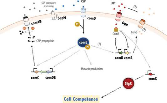 S. mutans의 competence 조절 네트워크 모델