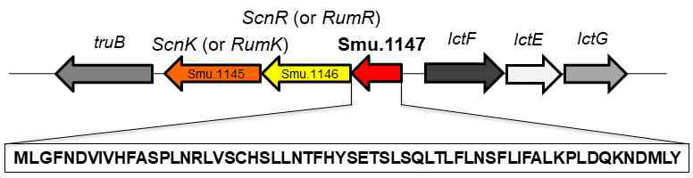 Smu.1147의 아미노산 서열과 유전자 위치 도식