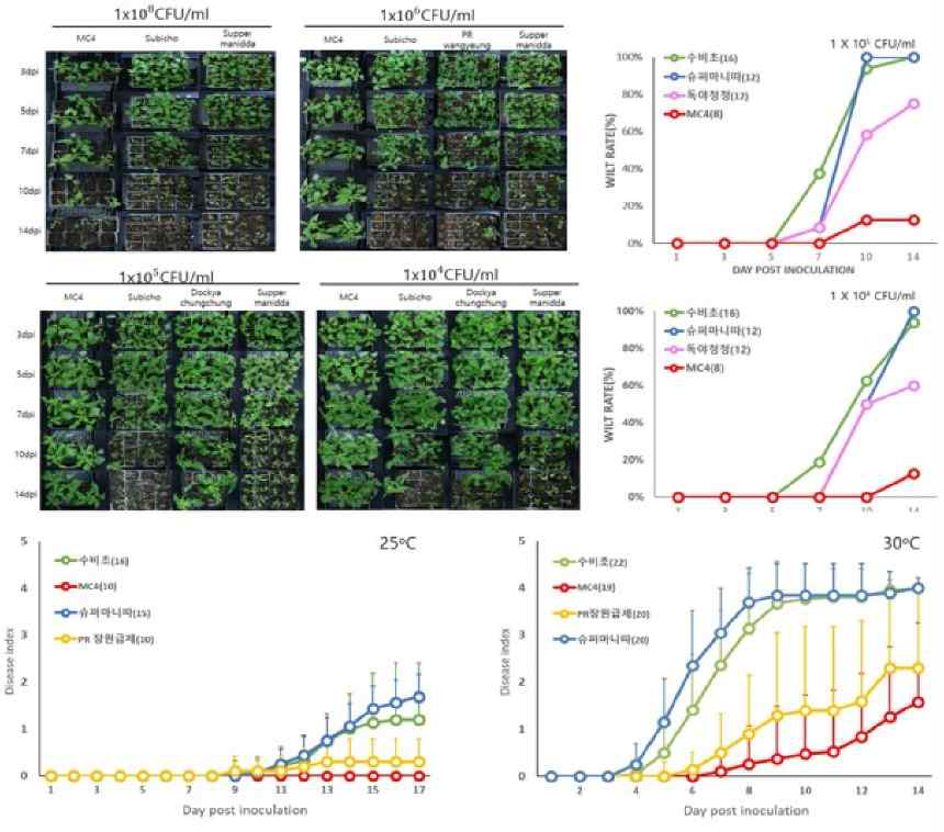 풋마름병원균 농도별, 온도별 식물반응
