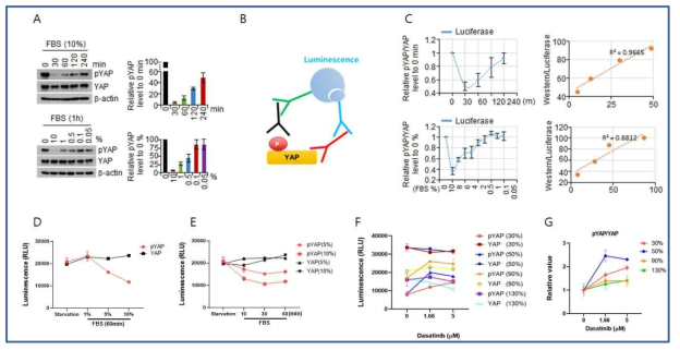 Nano-luciferase asssay를 통한 YAP인산화 측정