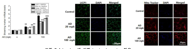 Adapalene에 의한 in vivo browning 작용