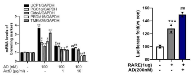 3T3/L1 adipocyte에서 adapalene에 의한 browning 작용에 있어서 genomic mechanism 관련성 평가