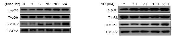 Adapalene이 p38 MAPK 및 ATF2의 phosphorylation에 미치는 작용