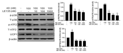 Adapalene에 의한 p38 MAPK-ATF2 phosphorylation에 RARβ antagonist인 LE135 효과