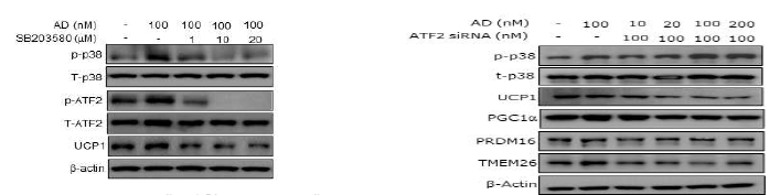 Adapalene에 의한 browning에 p38 MAPK-ATF2 phosphorylation 연관성