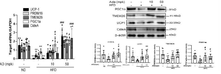 Adapalene의 in vivo browning marker 발현에 미치는 영향