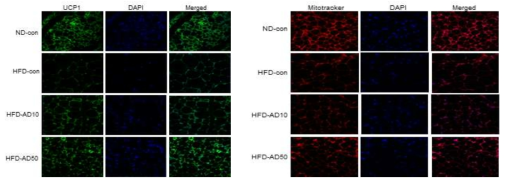 Adapalene의 in vivo browning 작용: UCP1 immunostaining/Mitotracker staining