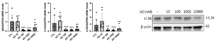 Adapalene의 autophagy marker mRNA 및 단백질 발현에 대한 효과