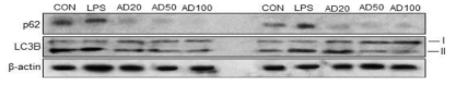 LPS model에서 adapalene의 autophagy marker 단백질 발현에 대한 in vivo 효과