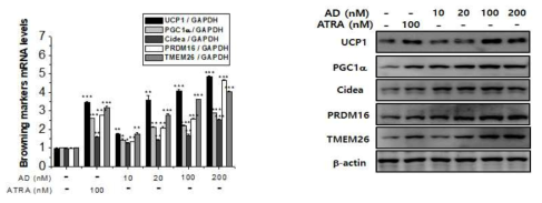 3T3/L1 adipocyte에서 adapalene에 의한 browning marker의 mRNA 및 단백질 발현증가