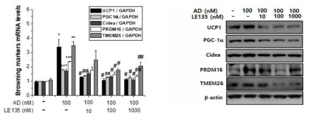 Adapalene에 의한 browning 작용에 LE135의 효과 (browning marker 발현변화)