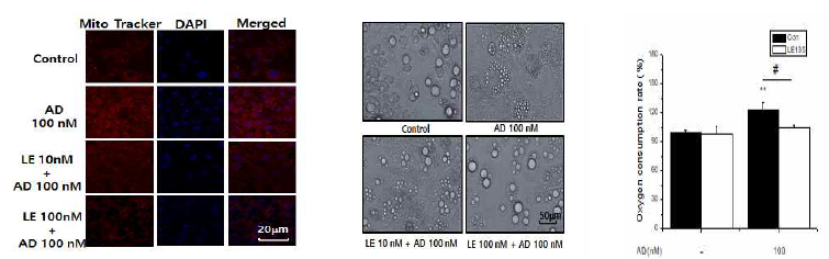 Adapalene에 의한 browning 작용에 LE135의 효과 (cell morphology, mitotracekr staining 및 OCR)