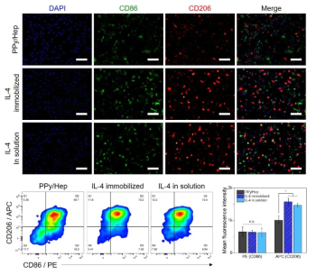 세포막 단백질 마커 발현 분석 (면역형광염색, 유세포 분석)
